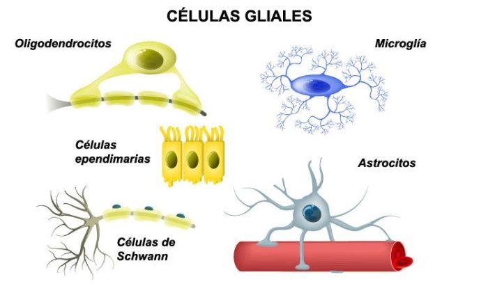 celulas-gliales-1